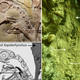 Illustration for article titled Jurassic Blood Fest Frozen Forever In Stone Shrivels Me Testis
